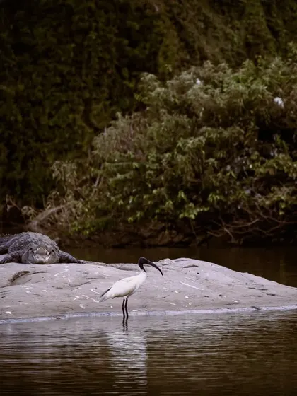 A tense moment between a crocodile and an ibis. This shot tells a story of survival in the wild, captured from a safe distance with a telephoto lens.