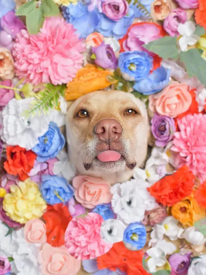 A little 'blep' from a bed of flowers! Luna the Labrador is the perfect model, showing off her cute tongue while peeking out from a sea of colorful blossoms.