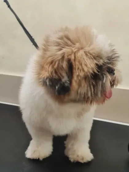 Another angle of this Shih Tzu waiting for its transformation. Patience and a calm environment are key.
