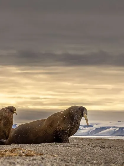 A pair of walruses rests on a beach under a dramatic sky in Svalbard. By approaching their colonies slowly and cautiously, we can get close enough for powerful portraits without disturbing these magnificent animals.