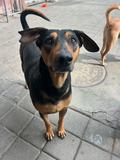 Those ears. This curious and friendly dog is always up for a quick hello and a sniff.