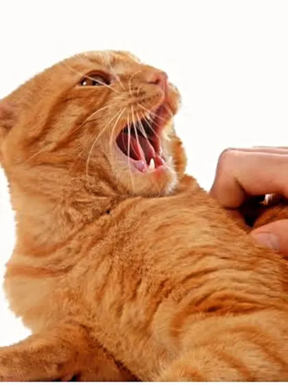 Does your cat show aggressive or fearful behavior? Understanding the cause is the first step. I offer online consultations to help you understand your cat's behavior and find solutions.