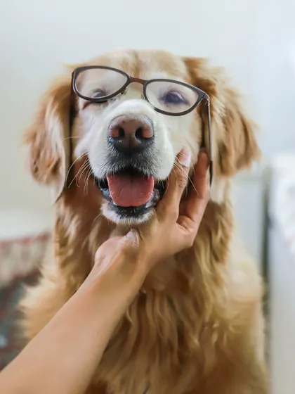 A close up of a sweet golden retriever looking very wise in a pair of glasses. Simple props can add so much character to a studio portrait.