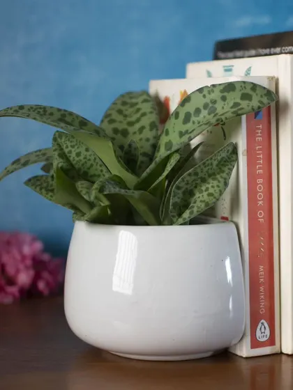 Here is my ceramic planter used as a stylish bookend. It's a creative way to house your favorite small plant while keeping your books organized.