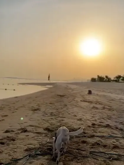 Bunny, a formerly reactive dog, running freely and happily on the beach. This is what's possible when you commit to understanding and helping your sensitive dog.