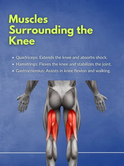 This graphic highlights the major muscles surrounding the knee: the quadriceps, hamstrings, and gastrocnemius, and explains their primary functions in extending, flexing, and stabilizing the joint.