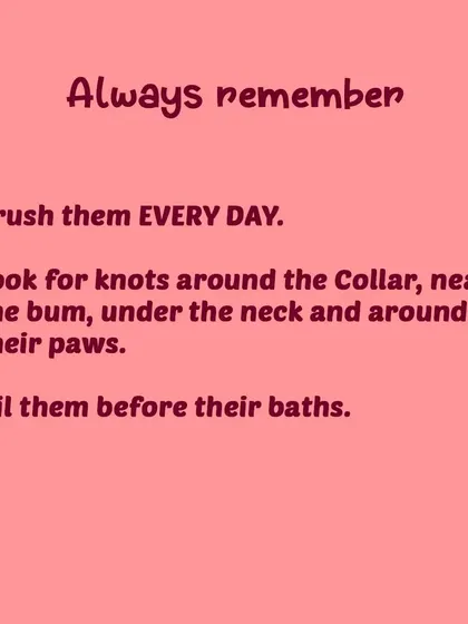 Remember these three simple rules for long coats: brush daily, check for knots in friction areas, and give an oil massage before baths.