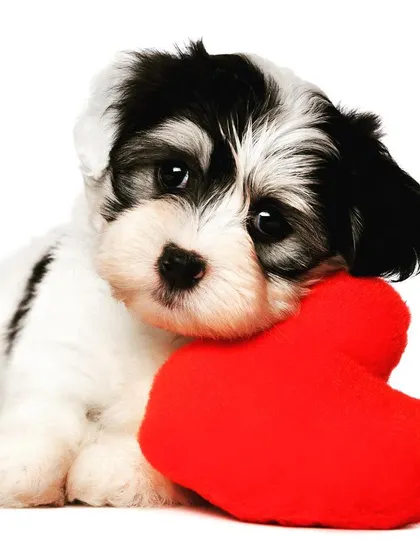 This adorable black-and-white puppy cuddling a red heart toy perfectly captures the love a new pet brings into a home. We are here to help you find this unconditional love through our adoption and sales services.