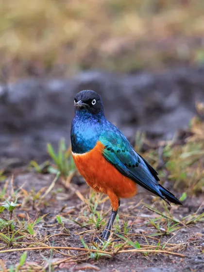 Another look at the Superb Starling, a common but always spectacular bird found across East Africa. Their colors make them a fantastic subject for photography.