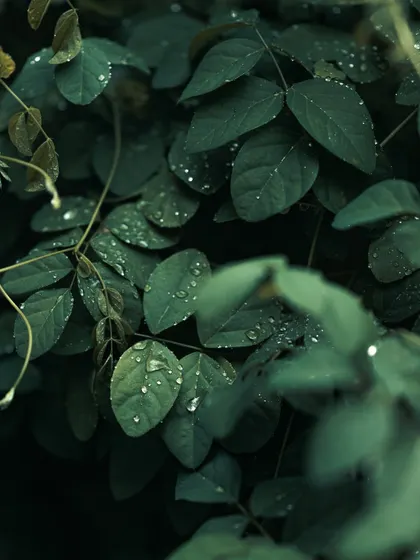 Raindrops clinging to lush green leaves. I'm drawn to the way rain transforms the natural world, highlighting textures and deepening colors.
