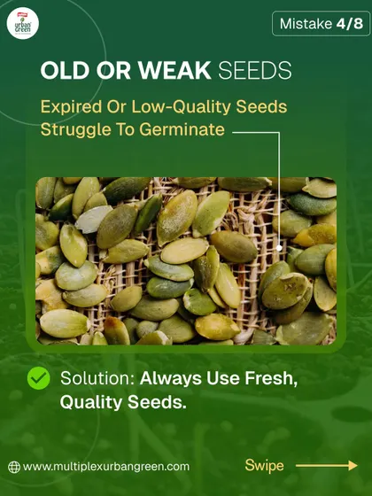 If your seeds aren't sprouting, it might be because they are old or of low quality. Expired seeds struggle to germinate, so the solution is to always start with fresh, high-quality seeds for the best results.