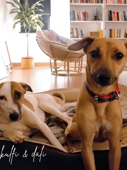 Meet Kulfi and Dali, two beautiful rescue girls who stole my heart. They are the best of friends and have so much love to give.