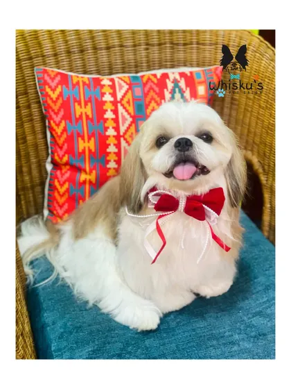 Olem the Shih Tzu looking dapper with a red bow. His coat is beautifully shaped, highlighting the classic Shih Tzu look.