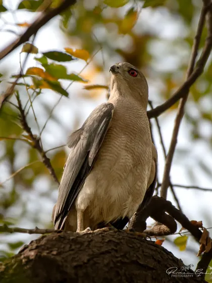 A male Shikra, also known as the little banded goshawk, perched in a tree in Dwarka, New Delhi. Their fiery red eyes are a distinguishing feature.