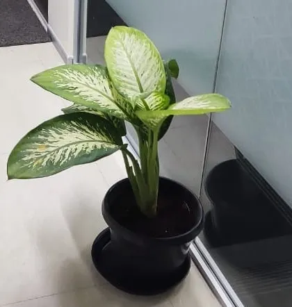Another variety of Dieffenbachia, showcasing the different patterns available to suit various aesthetic preferences in our rental catalog.