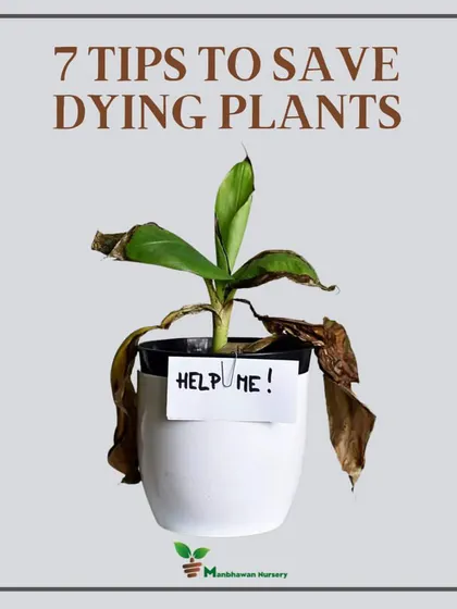Don't give up on a struggling plant. We believe every plant deserves a chance to thrive. This is a common sight, but with the right care, like adjusting watering and checking for pests, we can often bring them back to life.