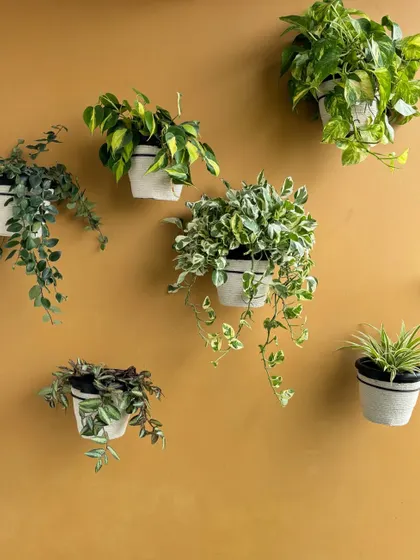 This is another great 'after' shot. We took simple plastic pots, wrapped them with jute rope for a rustic, eco-friendly look, and mounted them on the wall to create this beautiful living display.