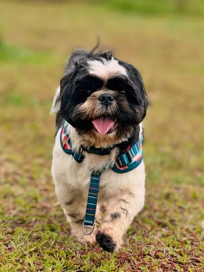 This adorable Shih Tzu is trotting along with a happy-go-lucky attitude.