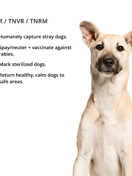 Trap-Neuter-Vaccinate-Return (TNVR) is a humane method to manage stray populations. It involves capturing, sterilizing, vaccinating, and returning healthy dogs to safe areas.