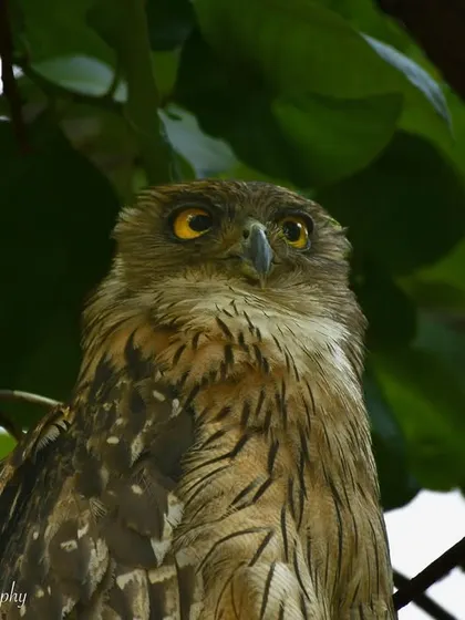 A stunning close-up of a Brown Fish Owl. Its large, yellow eyes are adapted for hunting in low light. Owls are fascinating subjects, full of mystery and power.