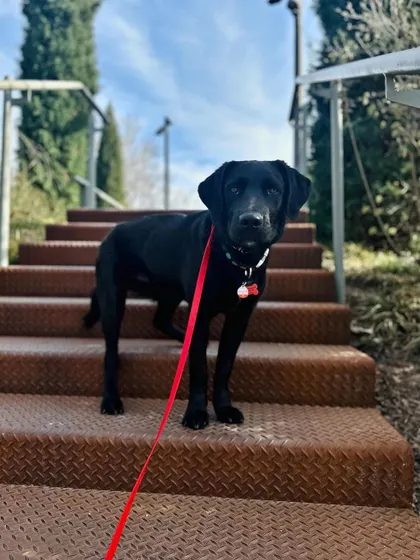 Bali, a recent graduate, confidently navigating stairs on a training outing. We focus on practical skills that make life with your dog easier and more enjoyable.