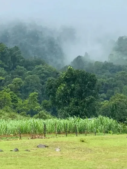 The misty, lush green landscape of Kodachadri. This is the kind of mystical beauty that awaits you on this trek.