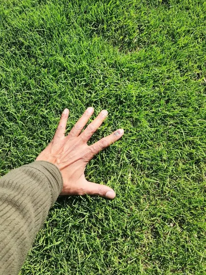 A hand touching our dense turf, illustrating the soft and healthy texture of the grass we grow.