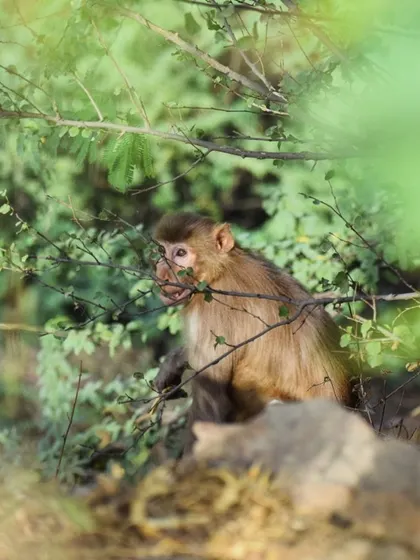 A wider view of the monkey in its natural, leafy environment.