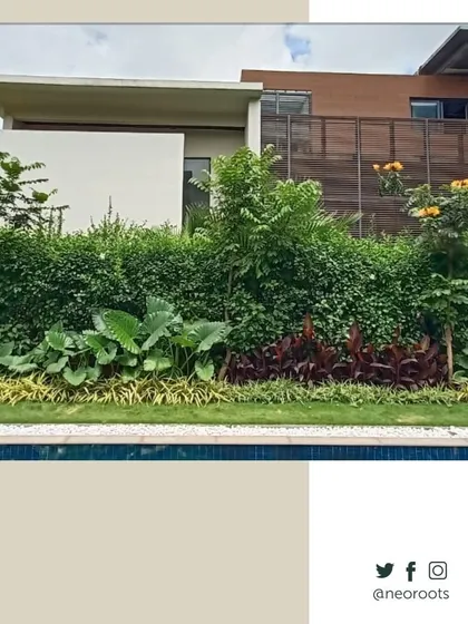 The view from the poolside reveals a multi-layered garden bed designed for privacy and beauty. I used a combination of tall hedges, broad-leafed plants, and colorful ground cover to create a rich, green backdrop for the modern home.