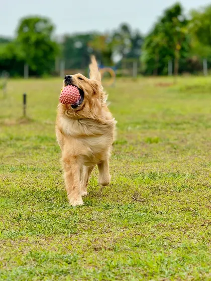 That look of triumph! This golden has successfully fetched his ball and is ready for another round.