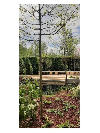Six weeks after completion, the spring growth begins to fill in the garden. The young trees are establishing their roots, and the groundcover is spreading, demonstrating the steady, resilient evolution of the landscape.