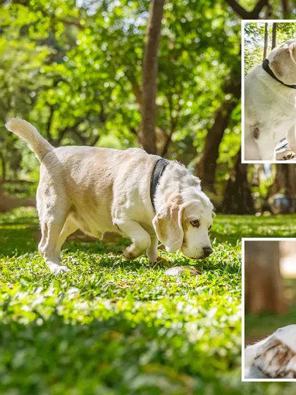A 9th birthday tribute for Theo the Beagle. We spent the day capturing all the things he loves, from sniffing around the park to cuddling with his favorite human. Celebrating a senior's birthday is a beautiful way to honor your journey together.