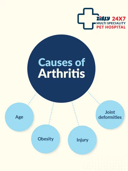 Several factors can contribute to arthritis in dogs, including age, obesity, past injuries, and joint deformities. Identifying these causes helps us create a more effective management plan.