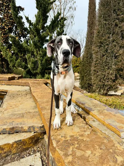 Norman the Great Dane, a recent graduate, practicing his commands outdoors. We help owners of large breeds establish a solid foundation of obedience from the start.