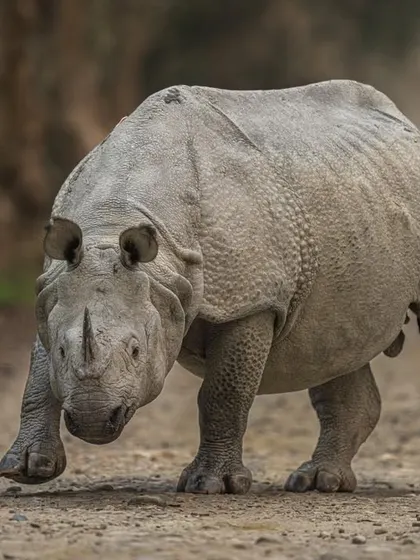 A rhino charges, a rare and intense moment. You have to be alert and ready. My fast-focusing Sony gear allowed me to capture this sudden burst of action without hesitation, resulting in a powerful and dramatic frame.