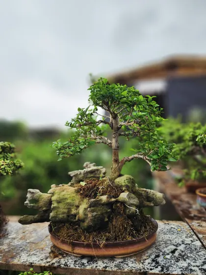 This bonsai is planted in a shallow dish with moss and rocks, creating a miniature landscape. It’s a perfect example of our attention to artistic detail.