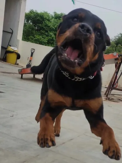A close-up action shot of Bear the Rottweiler, fully engaged in playtime. We celebrate the unique, powerful energy of every dog in our care.