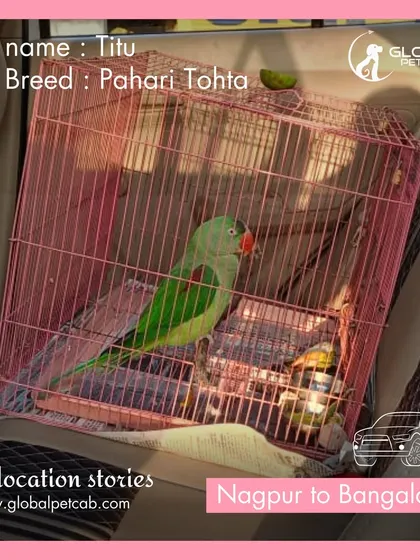 Titu, a beautiful Pahari Tohta (parrot), traveled safely in our AC cab from Nagpur to Bangalore. We take special precautions to ensure a smooth and stable ride for our avian clients.