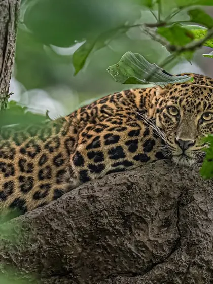 Framing this leopard through dense foliage was a challenge. I used the leaves as a natural frame to draw focus to its piercing gaze, creating a sense of discovery for the viewer.