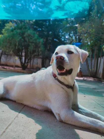This beautiful white Labrador is the picture of contentment, enjoying the sun in our yard.