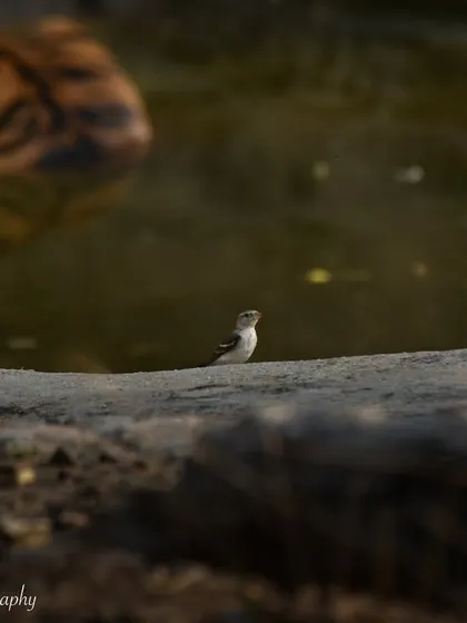 A tiny Yellow-throated Sparrow by a waterhole, with a tiger lurking in the background. A great example of the interconnectedness of all life in the jungle.