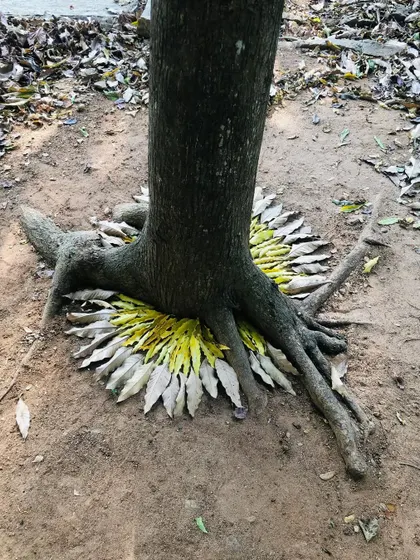 To endlessly collaborating with the living world around us. This simple arrangement of leaves around a tree is a form of meditative art and a tribute to nature's beauty.