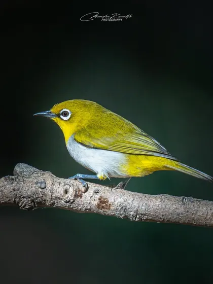The Indian White-eye is named for the conspicuous white ring around its eye. This portrait against a dark background highlights this feature and its bright yellow-green plumage.