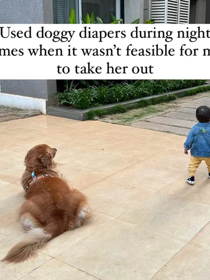 I used management tools like doggy diapers at night when I knew I couldn't take her out. Management is about preventing the problem from happening in the first place, which is a key part of my training philosophy.