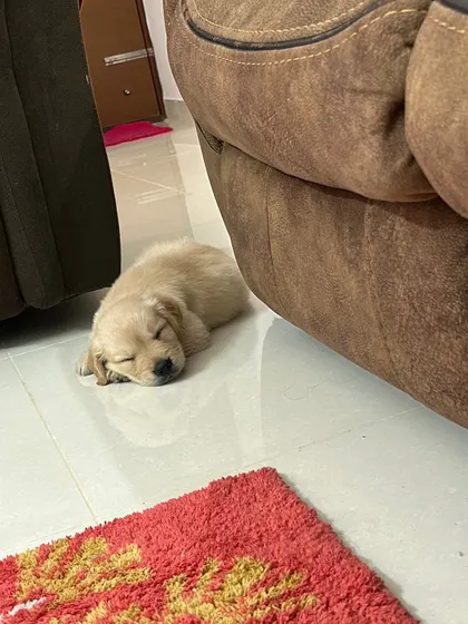 After a big day of exploring, this tiny Golden Retriever puppy has found the perfect cozy corner for a nap. Rest is just as important as play.