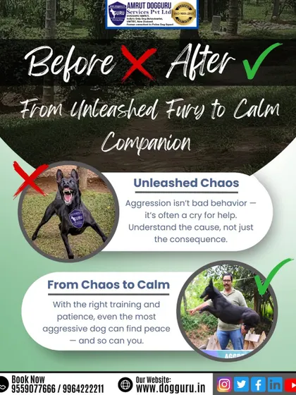 Aggression is often a cry for help, not just bad behavior. This graphic illustrates my approach: understanding the cause to move from chaos to calm. With the right training and patience, any dog can become a peaceful companion.
