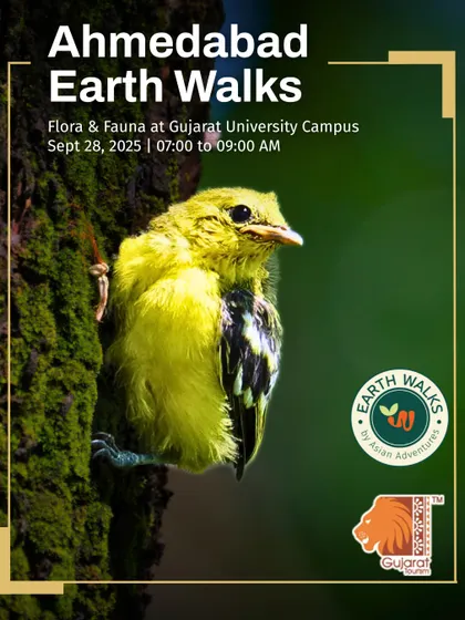 A bright yellow Marshall's Iora, a small but vocal resident of our city's green spaces. This poster invites participants to explore the biodiversity of the Gujarat University Campus with our expert guides.