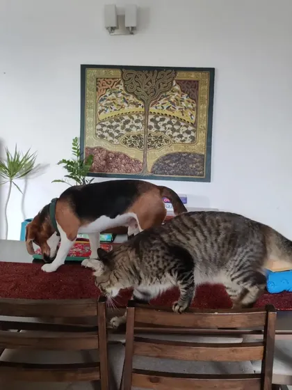 Rossi and Reiki, the dynamic duo, investigating the dining table together. I love watching the unique bond between pets in a multi-pet family.