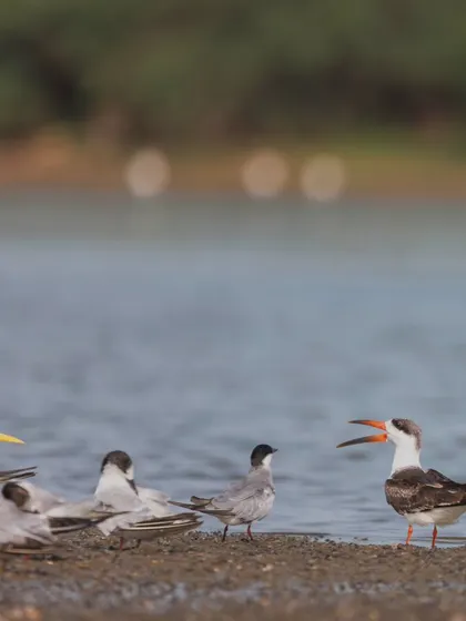 An Indian Skimmer asserting its presence among a flock of terns on the shores of Pulicat Lake. The local boatmen here are expert spotters, a skill they've learned from birders.