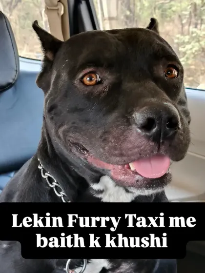This handsome Pitbull is all smiles after a comfortable ride in the Furry Taxi.